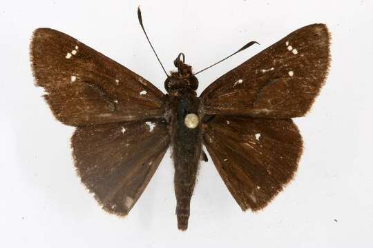 Image of Clouded Skipper