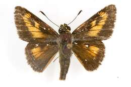 Image of Byssus Skipper