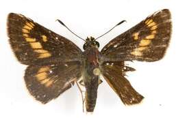 Image of Byssus Skipper