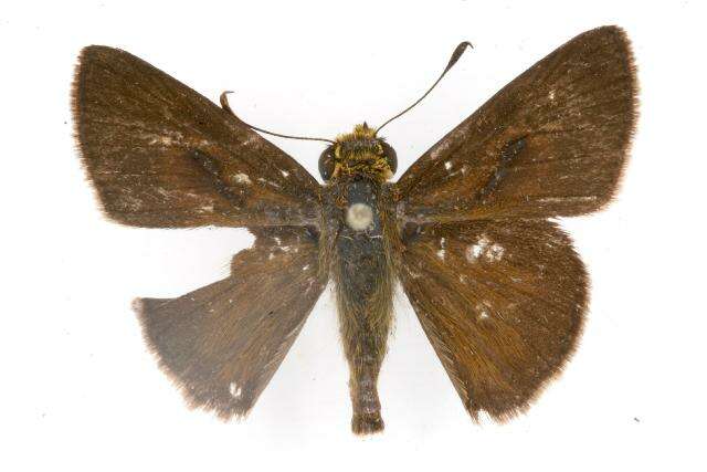 Image of Dun Sedge Skipper