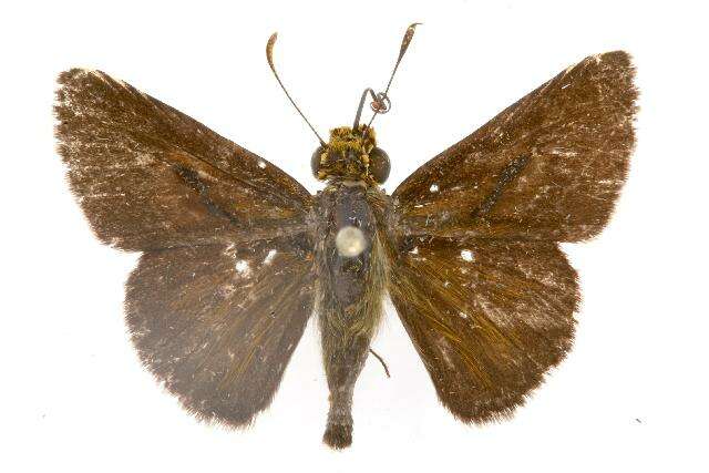 Image of Dun Sedge Skipper