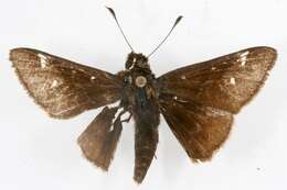 Image of Dusted Skipper