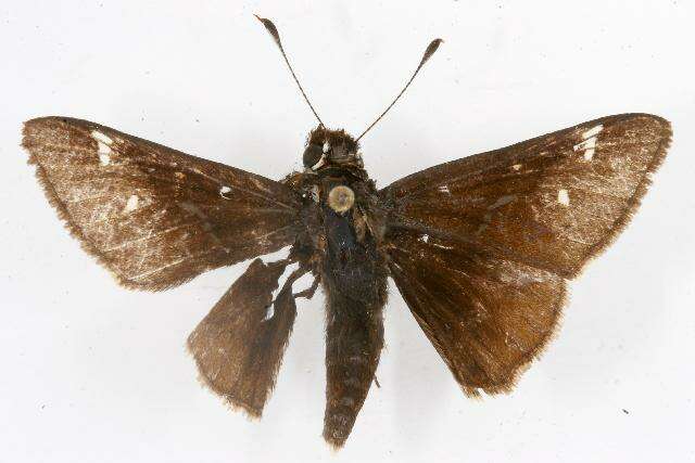 Image of Dusted Skipper