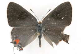 Image of Gray Hairstreak