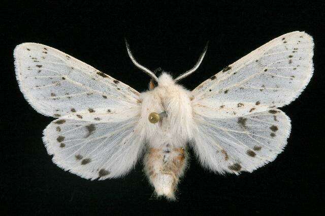 Image of Spilosoma dubia Walker 1855