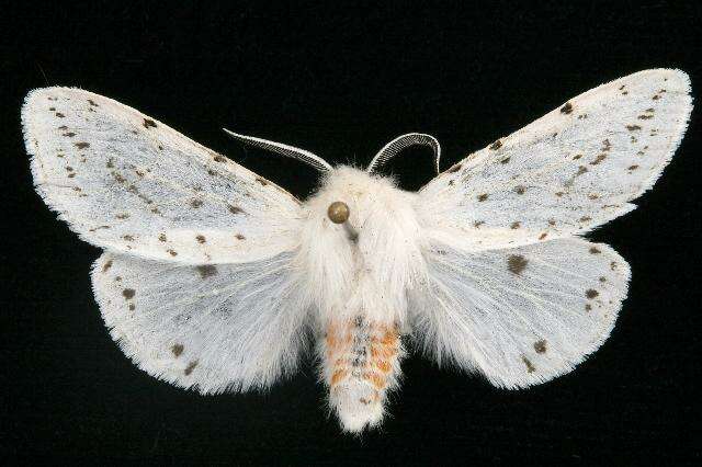 Image of Spilosoma dubia Walker 1855