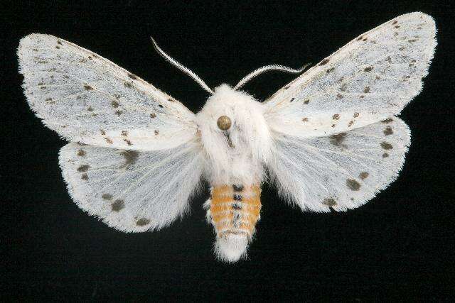 Image of Spilosoma dubia Walker 1855