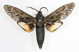 Image of Carpenterworm Moth