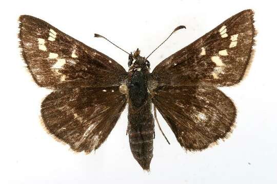 Image of Dusted Skipper