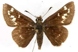 Image of Dusted Skipper