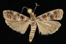 Image of Cypress Coneworm Moths