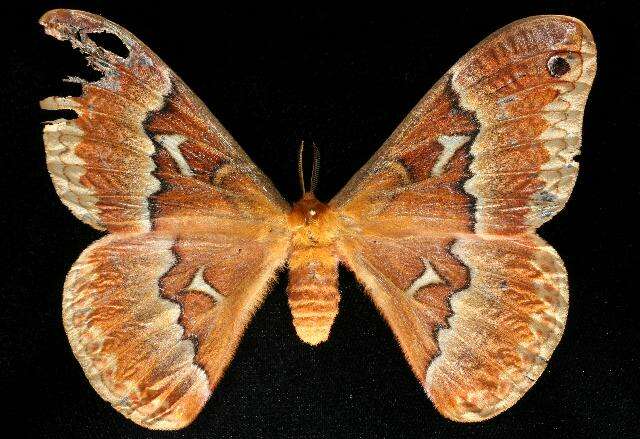 Image of Tulip-tree Silkmoth