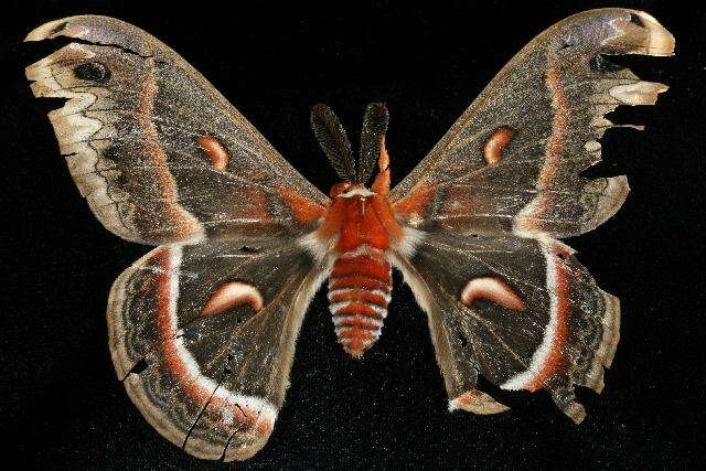 Image of Cecropia Moth