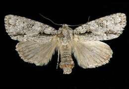 Image of Clear Dagger Moth