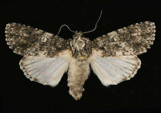 Imagem de Acronicta afflicta Grote 1864