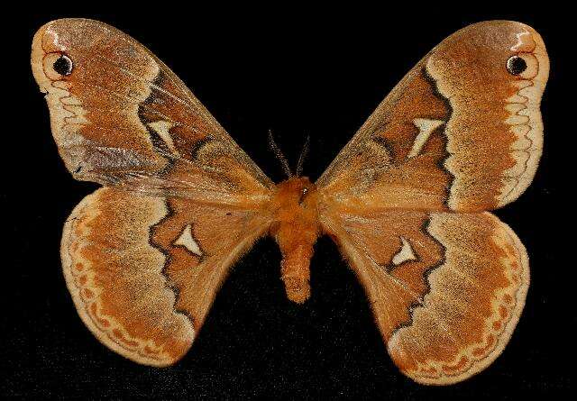 Image of Tulip-tree Silkmoth