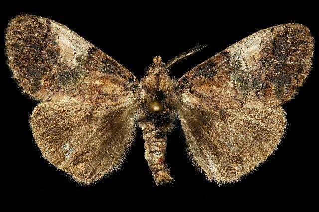 Image of Yellow-based Tussock Moth
