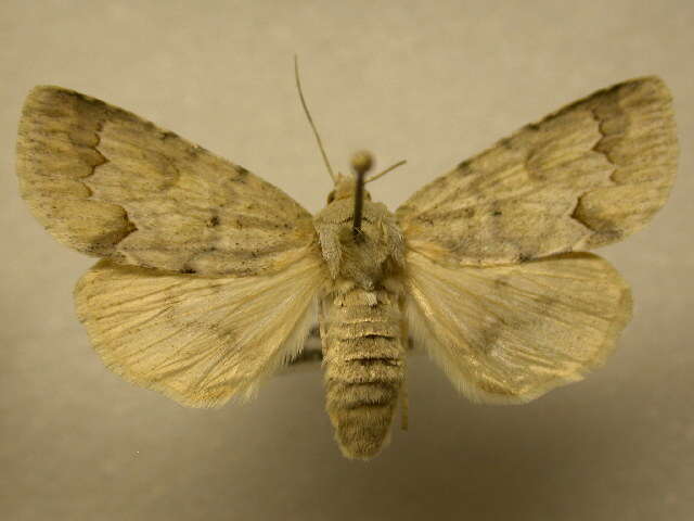 Image of Birch Dagger Moth