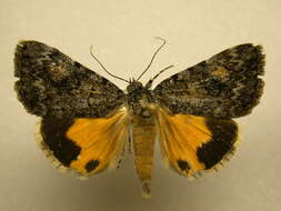 Image of Jair Underwing