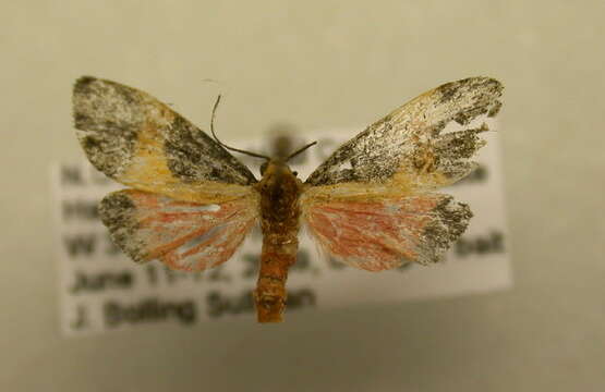 Image of Kentucky Lichen Moth