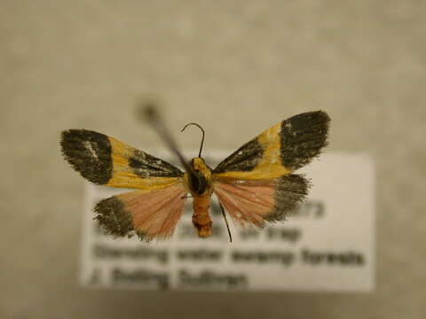 Image of Kentucky Lichen Moth