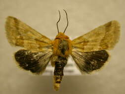 Image of Alluring Schinia Moth