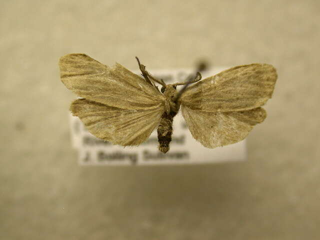 Image of Dark Gray Lichen Moth