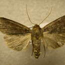 Image of Hemipachnobia subporphyrea Walker 1858