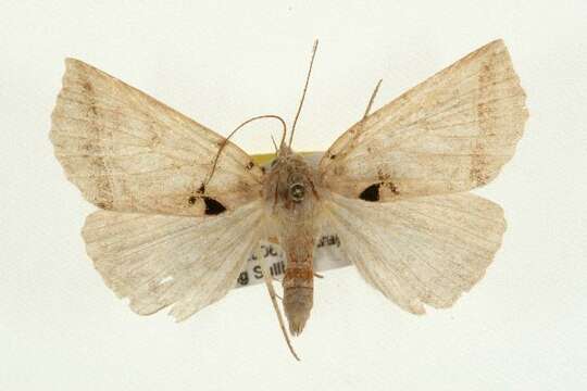 Image of Black Bit Moth