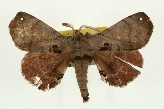 Image of Apatelodes Packard 1864