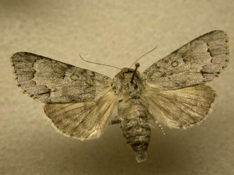 Acronicta hastulifera Smith & Abbot 1797的圖片