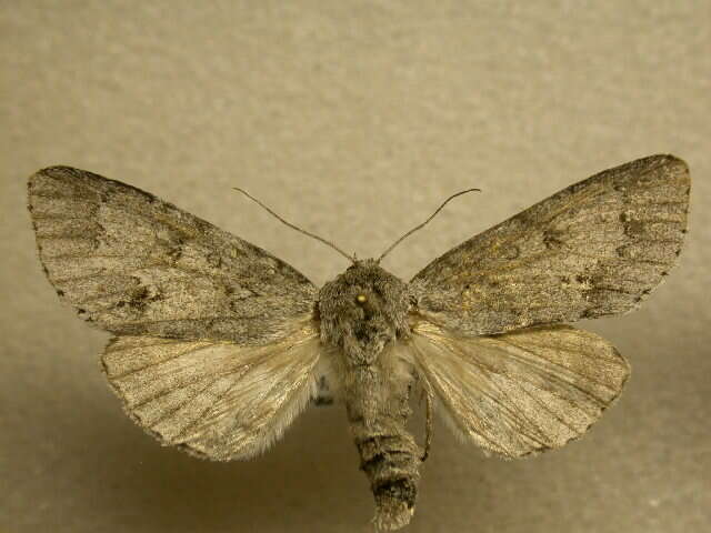 Acronicta hastulifera Smith & Abbot 1797的圖片