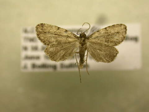 صورة Dyspyralis puncticosta Smith 1908