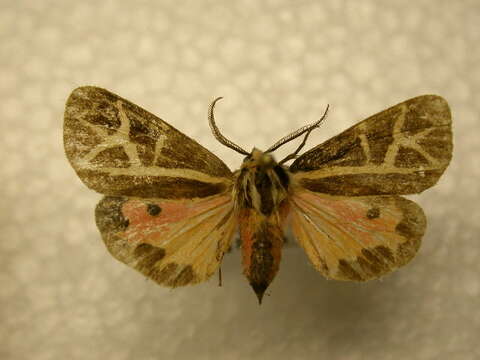 Image of Figured Tiger Moth