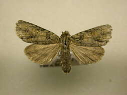 Image of Exiled Dagger Moth