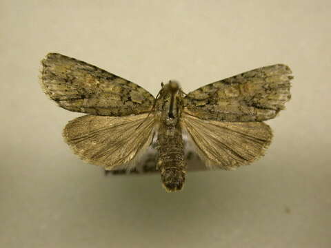 Image of Exiled Dagger Moth