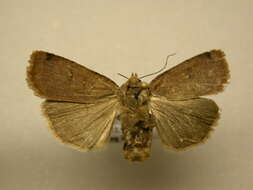 <i>Abagrotis brunneipennis</i> (Grt.) resmi