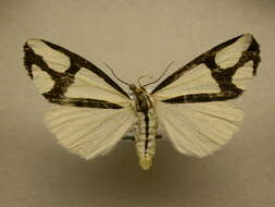 Image of The Neighbor Moth