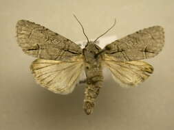 Image of Radcliffe's Dagger-moth