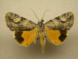 Image of Girlfriend Underwing