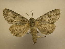 Imagem de Acronicta rubricoma Guenée 1852