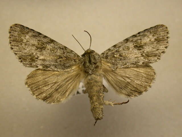 Image of Ruddy Dagger Moth