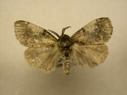 Imagem de Dasychira meridionalis Barnes & McDunnough 1913