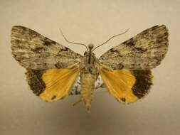 Image of Girlfriend Underwing