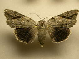 Image of Catocala maestosa