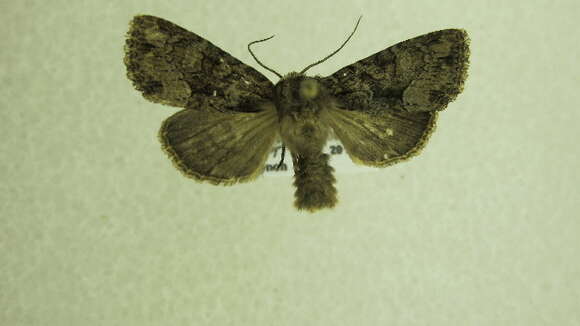 Image of <i>Platypolia mactata</i>