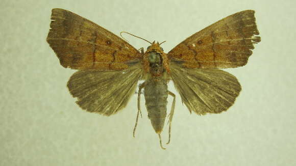 Image of Hibiscus Leaf Caterpillar Moth