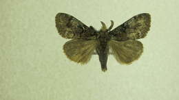 Image of Manto Tussock Moth