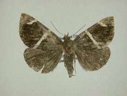 صورة Argyrostrotis anilis Drury 1797