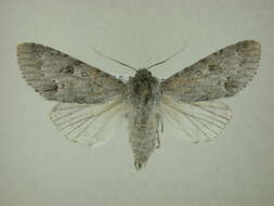 Image of Frosted Dagger Moth
